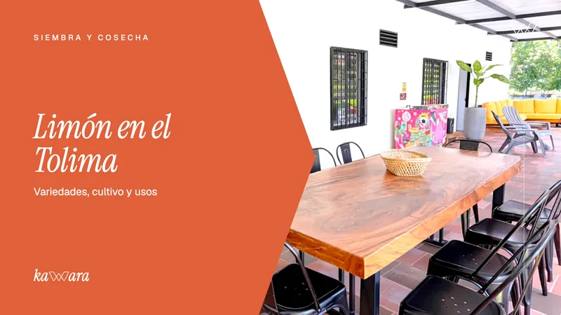 Limón en el Tolima: variedades, cultivo y usos en la cocina