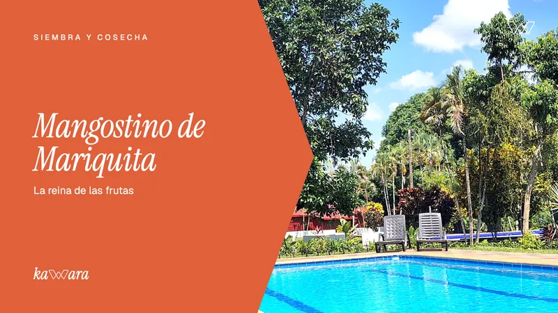 Mangostino de Mariquita: la reina de las frutas