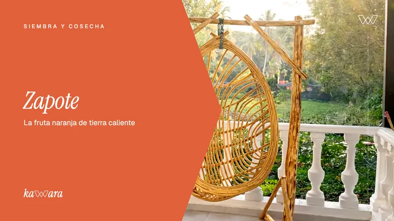 Zapote: la fruta naranja de la tierra caliente colombiana