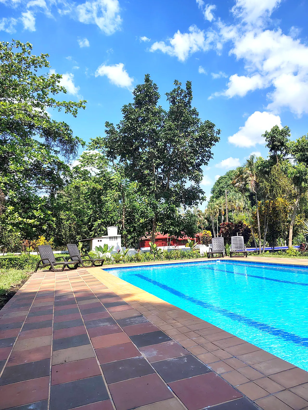 Piscina azul bajo el sol con palmas al fondo