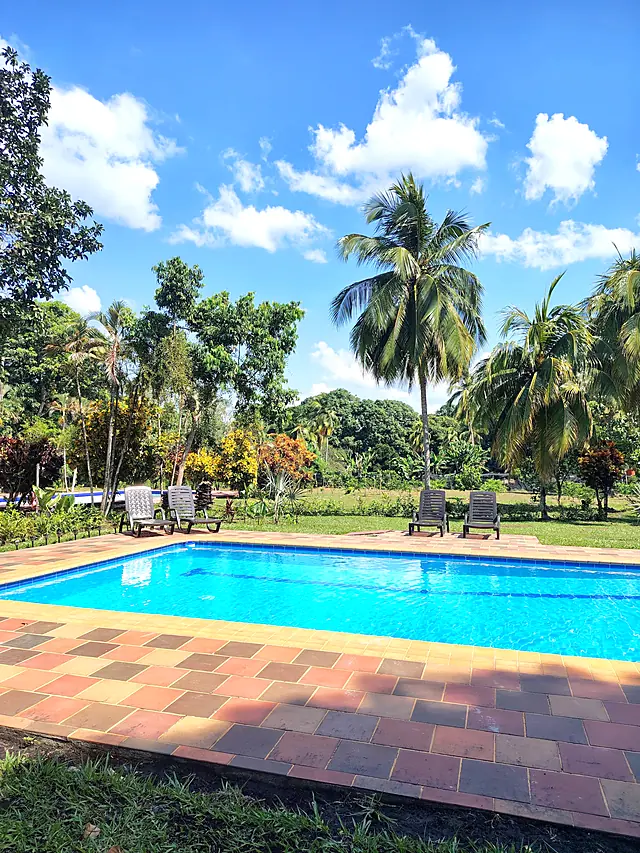 Piscina privada con palmas de coco